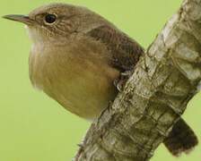 Southern House Wren