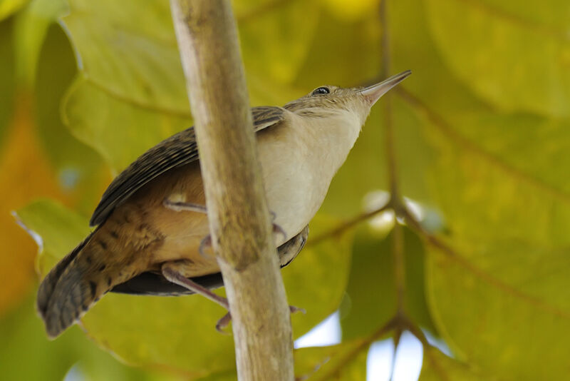 Southern House Wrenadult