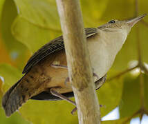 Southern House Wren