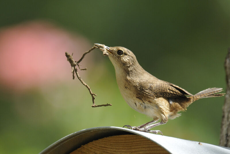 Southern House Wrenadult, Reproduction-nesting