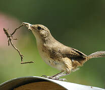 Troglodyte austral