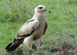 Aigle ravisseur