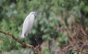 Aigrette garzette