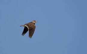 Calandra Lark