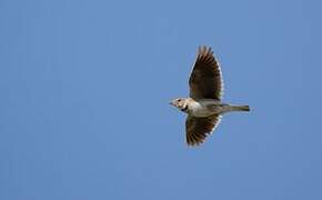 Calandra Lark