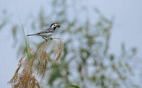 White Wagtail