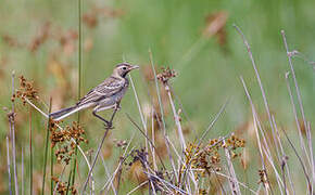 Western Yellow Wagtail