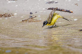 Western Yellow Wagtail