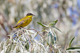 Western Yellow Wagtail