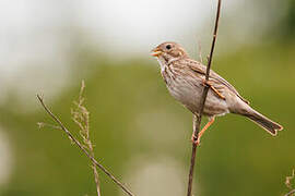 Corn Bunting