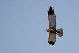 Western Marsh Harrier