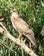 Common Buzzard (vulpinus)