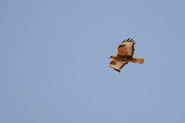 Long-legged Buzzard