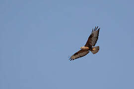 Long-legged Buzzard