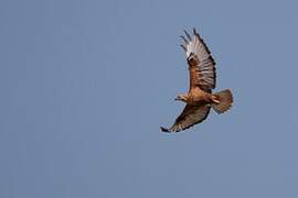 Long-legged Buzzard