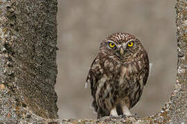 Little Owl