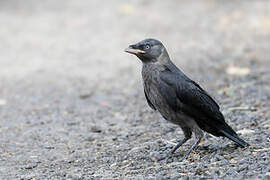 Western Jackdaw