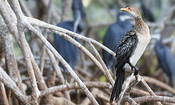 Cormoran africain