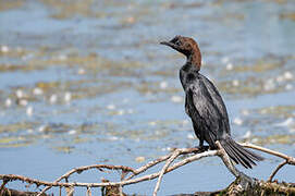 Pygmy Cormorant