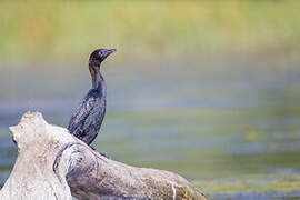 Pygmy Cormorant