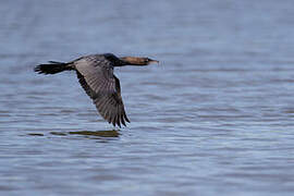 Pygmy Cormorant