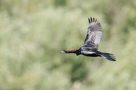 Pygmy Cormorant