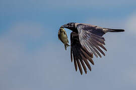 Hooded Crow