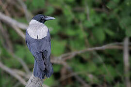 Hooded Crow