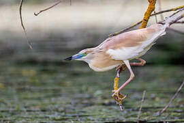 Squacco Heron