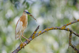 Squacco Heron