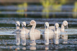 Cygne tuberculé