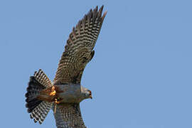 Red-footed Falcon