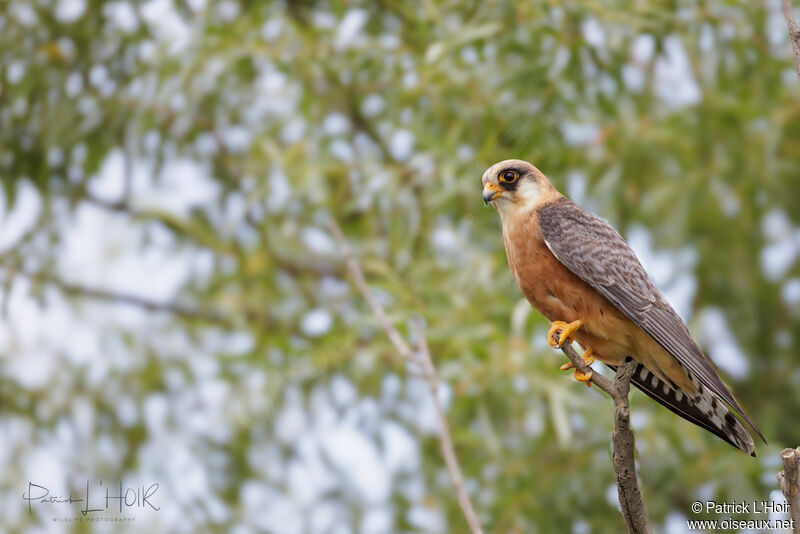 Red-footed Falcon female