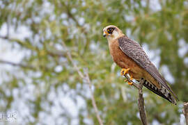 Red-footed Falcon