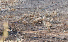 Francolin à double éperon