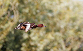 Ferruginous Duck