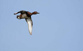 Ferruginous Duck