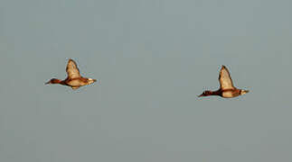 Ferruginous Duck