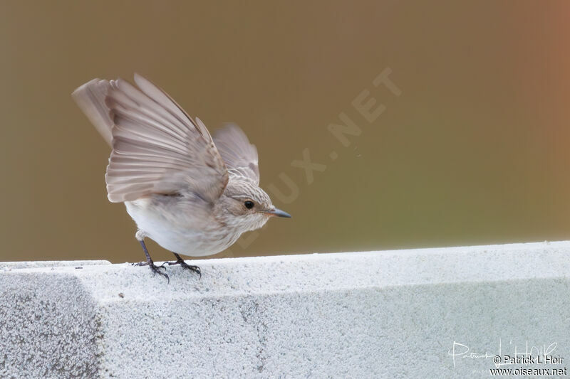 Spotted Flycatcher