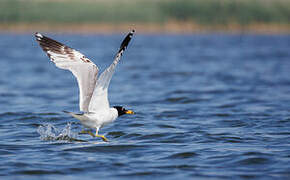 Pallas's Gull