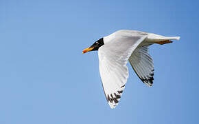 Pallas's Gull