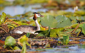 Great Crested Grebe