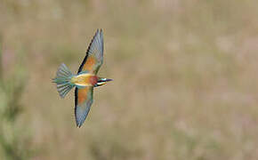 European Bee-eater