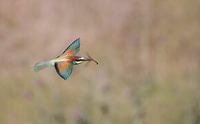 European Bee-eater