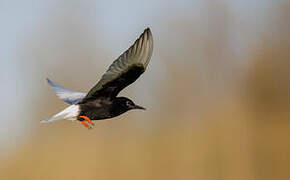 White-winged Tern