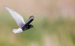 White-winged Tern