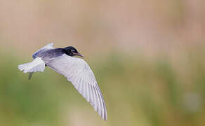 White-winged Tern