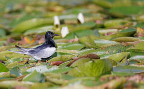 Guifette leucoptère