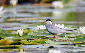 Whiskered Tern