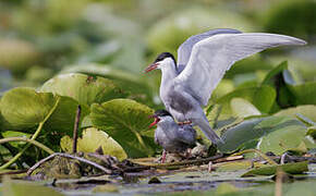 Whiskered Tern